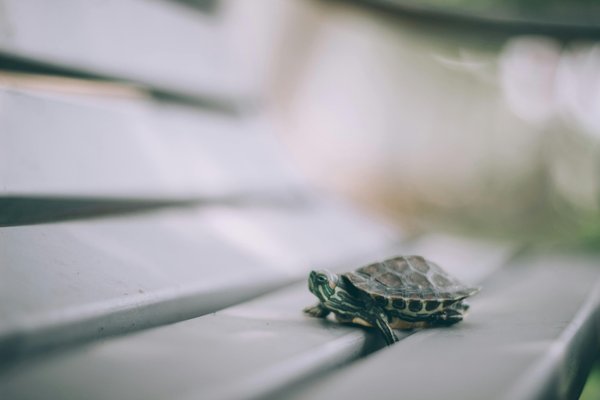 Est-il bénéfique de varier les types de substrats pour les tortues terrestres selon les saisons?